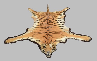 Lot Taxidermy: Bengal Tiger (Panthera tigris...