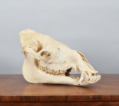 Lot Skulls/Anatomy: Bactrian Camel Skull (Camelus...