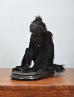 Lot Taxidermy: Grey-cheeked Mangabey Monkey...