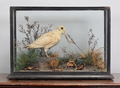 Lot Taxidermy: A Cased Leucistic Woodcock...