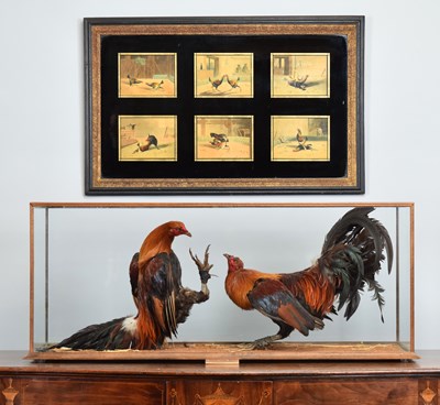 Lot Taxidermy: A Pair of Fighting Cockerels...