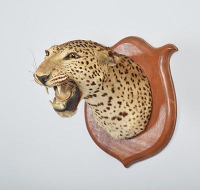 Lot Taxidermy: Indian Leopard Shoulder Mount...