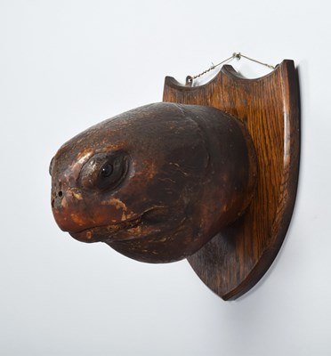 Lot Taxidermy: A Large Green Sea Turtle Head...