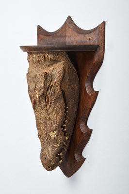 Lot Taxidermy: Mugger Crocodile Head Mount Wall...