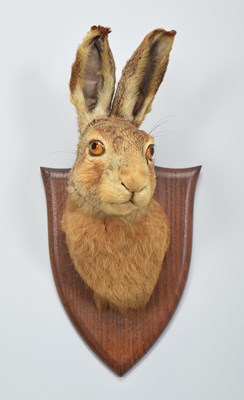 Lot Taxidermy: European Hare (Lepus timidus),...