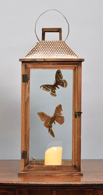 Lot 492 - Entomology: A Floating Moth Lantern Display,...