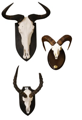 Lot 498 - Antlers/Horns: A Set of Common Impala, Mouflon...