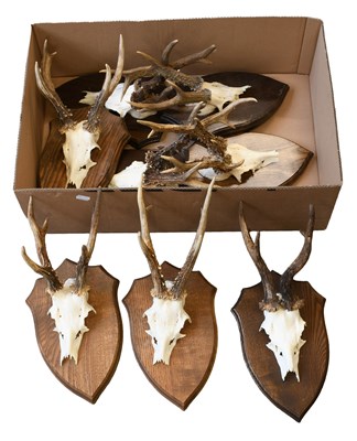 Lot 496 - Antlers/Horns: A Group of Large Medal Class...