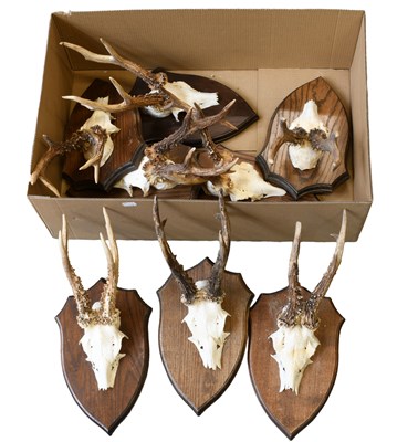 Lot 497 - Antlers/Horns: A Group of Large Medal Class...