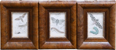 Lot 258 - After Lizars "Sharp winged hawk moth" "Unicorn...