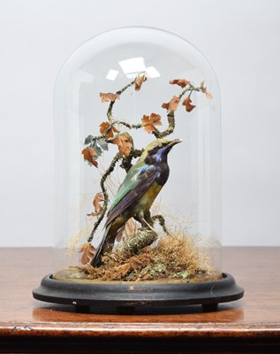 Lot 502 - Taxidermy: A Late Victorian Golden-fronted...