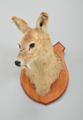 Lot 494 - Taxidermy: Chinese Water Deer (Hydropotes...