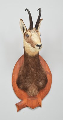 Lot 499 - Taxidermy: Alpine Chamois (Rupicapra...