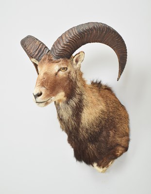 Lot 501 - Taxidermy: European Mouflon (Ovis aries...