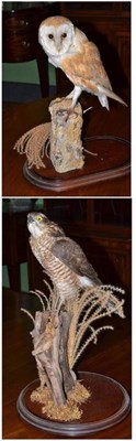 Lot 423 - A late Victorian taxidermy specimen of an owl and bird of prey under glass dome