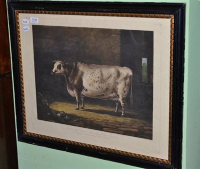 Lot 1135 - After Thomas Landseer and Percy Forster, ";Portrait of the Celebrated Short Horned Cow, Bracelet"