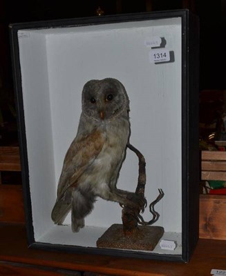 Lot 1314 - A cased barn owl, pre 1947