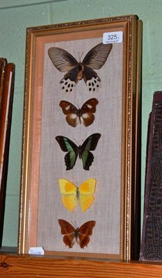 Lot 325 - Two cased sets of foreign butterflies