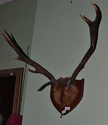 Lot 476 - A pair of stag's ten point antlers