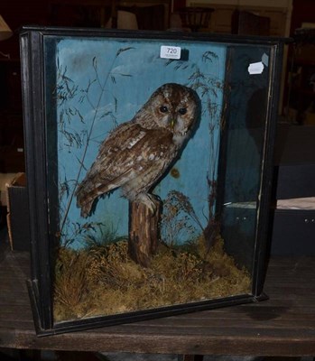 Lot 720 - Tawny Owl (Strix aluco), circa 1910, full mount, perched on a stump amongst grasses with...