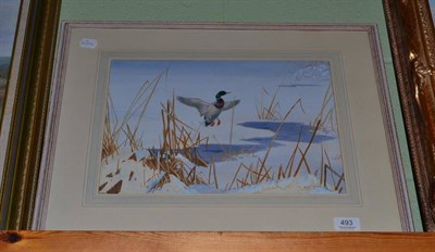 Lot 493 - Philip Rickman (1891 -1982) ";A Mallard Rising From A Hole In The Ice"; signed and dated 1957?,...