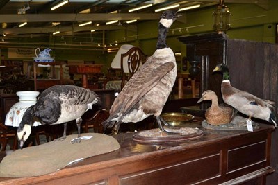 Lot 555 - Canada Goose (Branta canadensis), modern, full mount, standing on pebble-strewn oval plinth,...