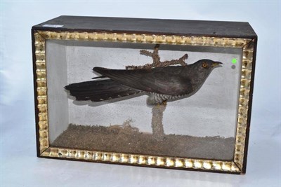 Lot 251 - A taxidermy specimen of a cuckoo in a glazed case, preserved by W Thirlwall
