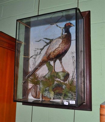 Lot 474 - Cased taxidermy pheasant