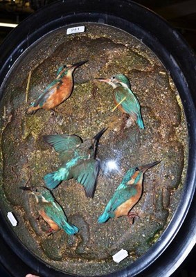 Lot 241 - Taxidermy kingfishers