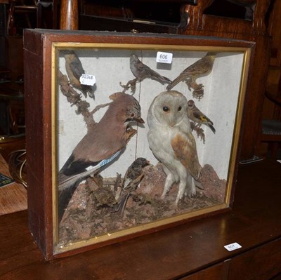 Lot 606 - A Victorian cased taxidermy display of a Barn owl, jay and other birds