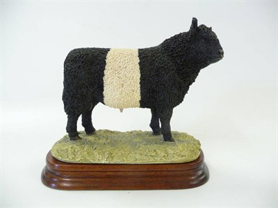 Lot 1046 - Border Fine Arts 'Galloway Belted Bull' style one, model No. L33 by Ray Ayres, Ltd. edition No....