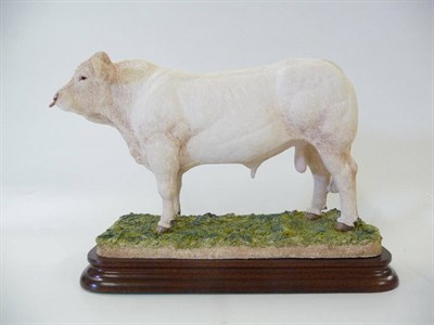 Lot 1061 - Border Fine Arts Charolais Bull, model No. B1075 by Kirsty Armstrong, Ltd. edition No. 176/500,...