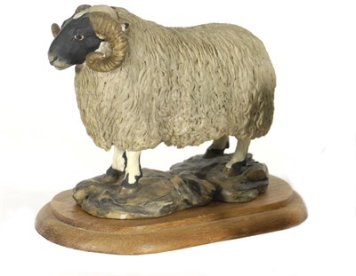 Lot 1066 - Border Fine Arts 'Black Faced Tup' style one, model No. L15 by Mairi Laing Hunt, Ltd. edition...