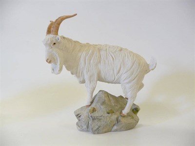 Lot 1098 - Shebeg Feral Buck Goat modelled by John Harper, Isle of man, white goat with natural coloured horns