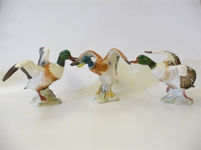 Lot 1136 - Beswick Shell drake rising-beak closed, model No. 994, 15cm high (af); Shell drake...