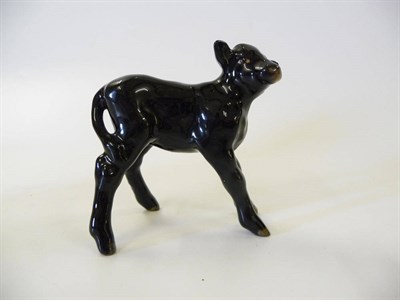 Lot 1171 - Beswick Aberdeen Angus Calf, model No. 1406A, black gloss, 7.6cm high