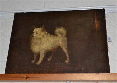 Lot 337 - Pomeranian painting attributed to Reginald Pomerani, oil on canvas of a dog