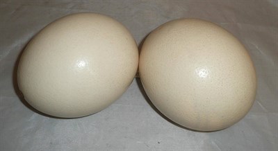 Lot 173 - Two ostrich eggs