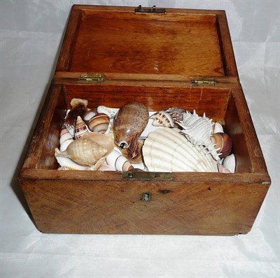 Lot 198 - Assorted sea shells in a hinged box