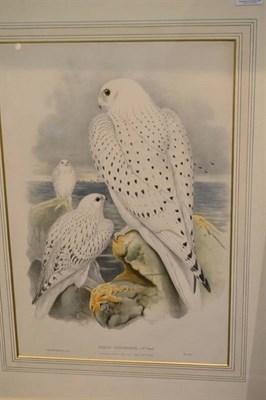 Lot 464 - Joseph Wolf and H..C..Richter (19th century), ";Greenland Falcon, Light Race Adult and Young, Falco