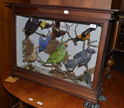 Lot 507 - Taxidermy display of exotic birds in a mahogany glazed case on ball feet