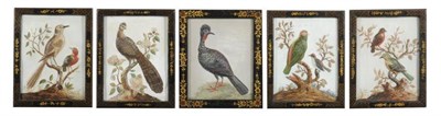 Lot 559 - Samuel Dixon (c.1755) II,  "The Peacock Pheasant " III,  "Green and Red Indian Paroquet " IV,...