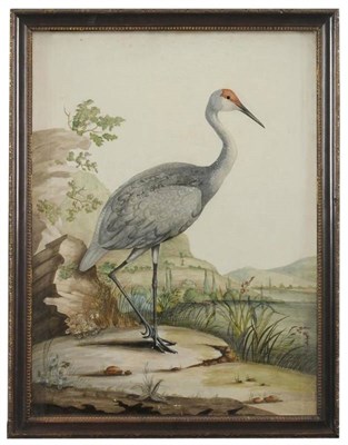 Lot 560 - William Hayes (1735-1802)  "A Red-Headed Wader "  In  "basso relievo " with hand colouring, 61cm by