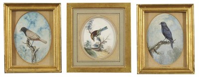 Lot 561 - William Hayes (1735-1802)  "A *** Sparrow  on a mossy branch " A bird on a mossy branch Two...