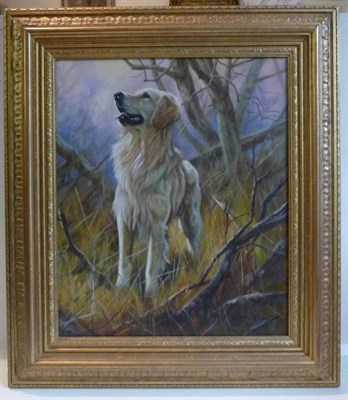 Lot 662 - John Trickett (b.1952)   "Keeping Watch " - a Golden Retriever standing in woodland Signed, oil...