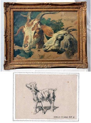 Lot 678 - Fortunino Matania RI (1881-1963) Italian Two head studies of goats Signed and dated 1896, oil...