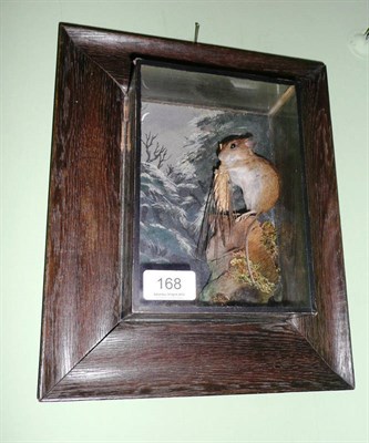 Lot 168 - A taxidermy field mouse in diorama case