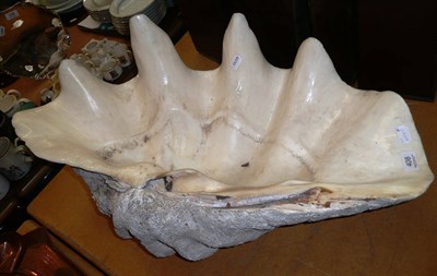 Lot 408 - A giant clam shell half circa 1930