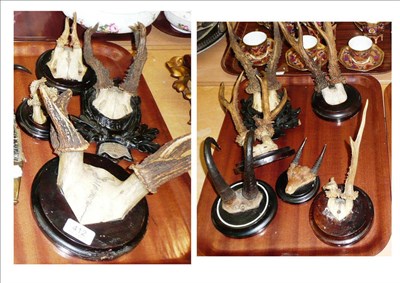 Lot 412 - A collection of assorted antlers