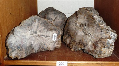 Lot 229 - Three pieces of petrified wood and another fossil